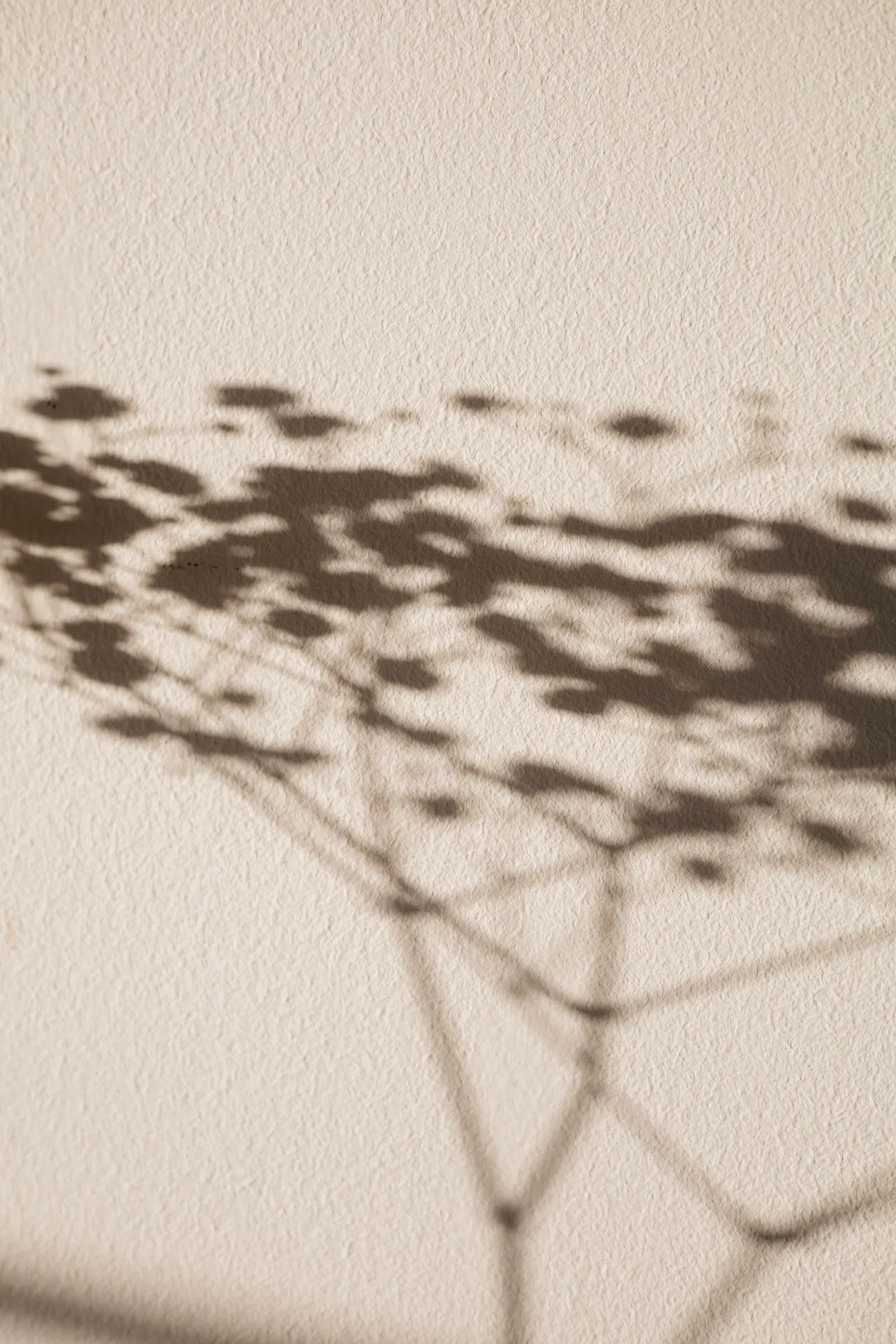 Soft botanical shadows on a light-coloured wall